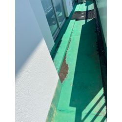 ハト　佐賀市の画像1