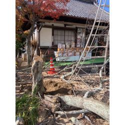 昨日は広島市西区の草津八幡宮で伐採作業 | 広島県山口県で庭木の剪定は塩田剪庭園の画像1