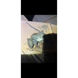 千葉県松戸市ネズミ駆除の画像1