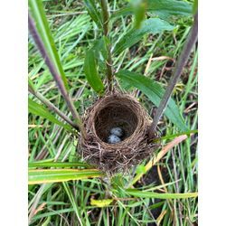 草刈りでよく出会う鳥の巣😊の画像3