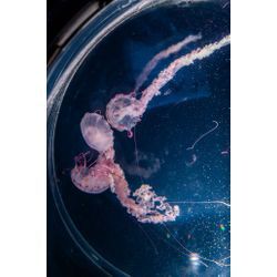 初めましてことり製作と申します！の画像3