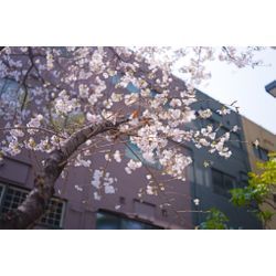 初めましてことり製作と申します！の画像2