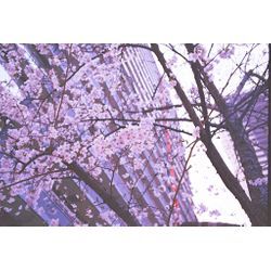 初めましてことり製作と申します！の画像1