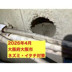 大阪府大阪市にてネズミ・イタチ被害駆除防除対策を行いました。の画像1