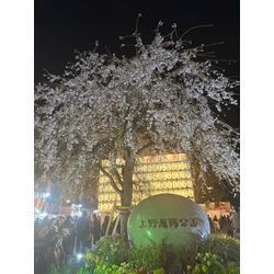 🌸上野公園でお花見🌸の画像2