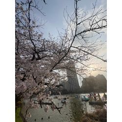 🌸上野公園でお花見🌸の画像1