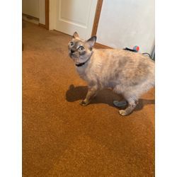 本日ご訪問先にいらっしゃいましたの画像1