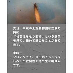 【シロアリの社会性、実はすごすぎる話】の画像2