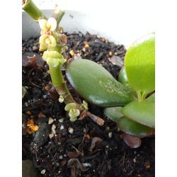 復活でいいよね？Σ(´∀｀；)の画像1