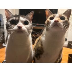 夏日ですねの画像1