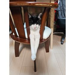 今年最後の猫投稿！の画像1