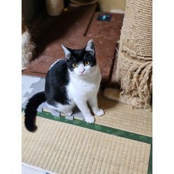 今年最後の猫投稿！の画像3