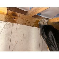 シロアリ駆除の画像2