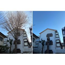 寒さの中でも順調に｜イチョウの強剪定と今週の作業報告の画像1