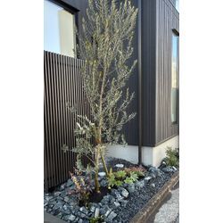 寒さの中でも順調に｜イチョウの強剪定と今週の作業報告の画像2