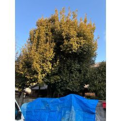 巨大アラカシ(粗樫)の剪定の画像1