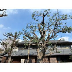 巨大アラカシ(粗樫)の剪定の画像2