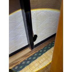 恐怖！夜な夜な現れ室内を荒らすあの生き物！の画像1