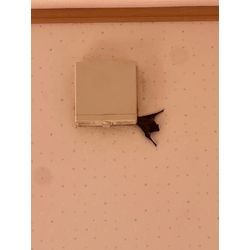 コウモリ侵入対策　熊本県荒尾市の画像1