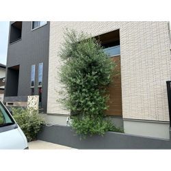 剪定いたしました　オリーブの画像1