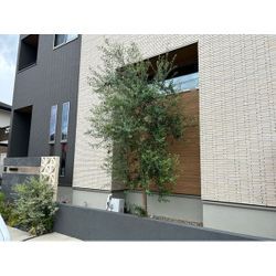 剪定いたしました　オリーブの画像2