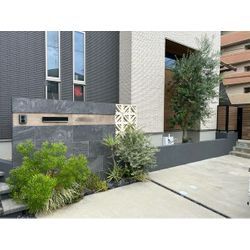 剪定いたしました　オリーブの画像3