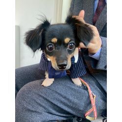 可愛いリングドッグちゃんの画像1