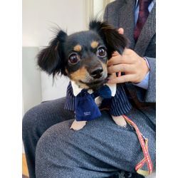 可愛いリングドッグちゃんの画像2