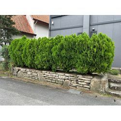 刈り込みました　コノテガシワの画像1