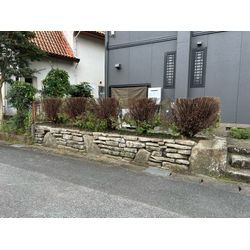 刈り込みました　コノテガシワの画像2