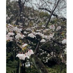 さくらが咲きはじめました🌸の画像1