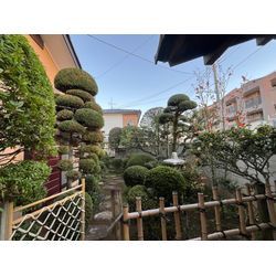 千葉県柏市　庭木の剪定の画像2