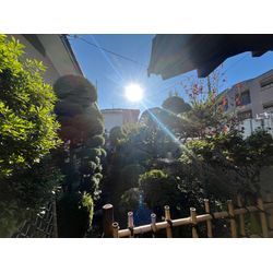 千葉県柏市　庭木の剪定の画像1