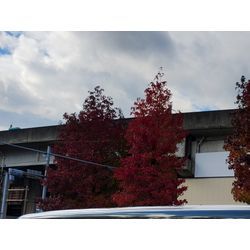 今日は高崎市で見積訪問2件の安中市で草刈＆つる取り作業　〜植木屋ゆうさんShortBlog〜の画像3