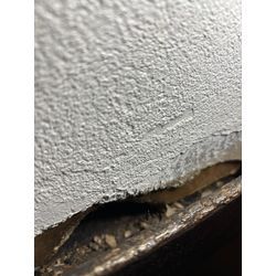 年末ネズミ駆除殺到の画像1