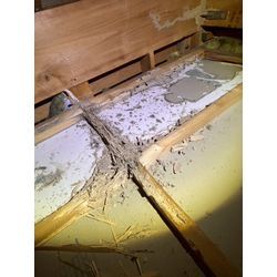 シロアリ　駆除の画像1