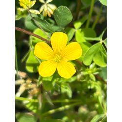 言葉は自分に返ってくる🍀の画像1