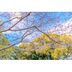 意外と知らない？！神社は撮影許可が必要の画像2