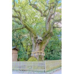 意外と知らない？！神社は撮影許可が必要の画像1