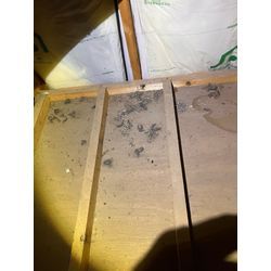 害獣調査　アライグマ　熊本県　菊池市の画像3