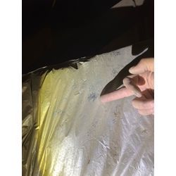 害獣調査　アライグマ　熊本県　菊池市の画像2