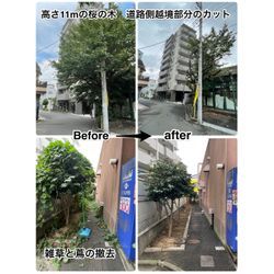 墨田区墨田で剪定・除草・蔦取り作業の画像1