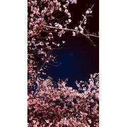 家族でお花見の画像3