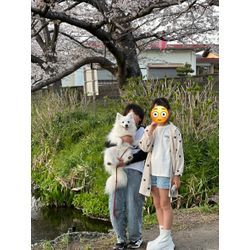 家族でお花見の画像1