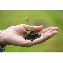 植え替えの時期についての画像1