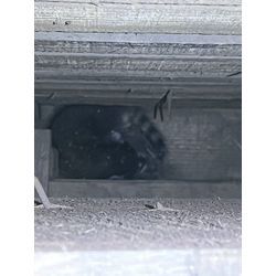 階段の壁面開口を行いアライグマの赤ちゃんを発見しました！の画像1