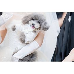 可愛いリングドッグちゃん達　元気いっぱいの画像3