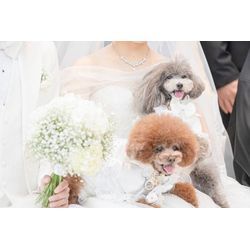 可愛いリングドッグちゃん達　元気いっぱいの画像2