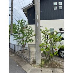 剪定も行っておりますの画像2