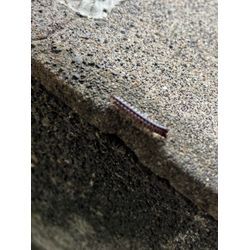 横浜市青葉区でヤスデ・ムカデ駆除！ 安心して暮らせる環境へ！ おたすけマンの画像1